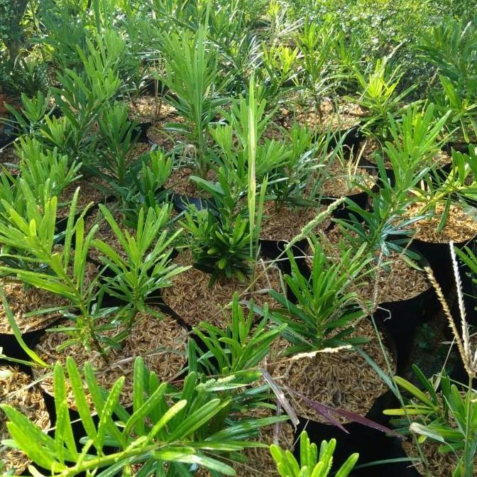 Tanaman bibit lo han sung