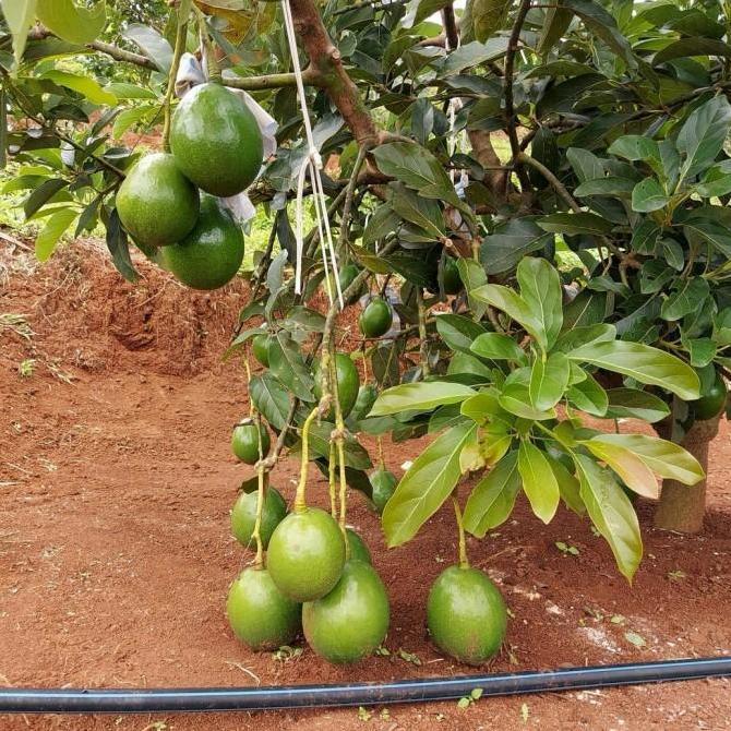 bibit alpukat miki 1 meter up