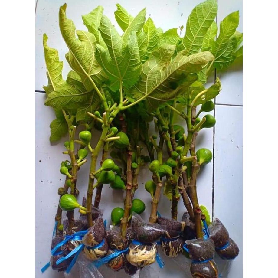 Fresh Cangkok Bibit Buah Tin BERBUAH