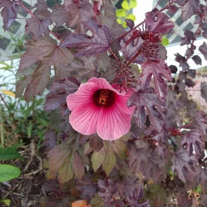 Tanaman Hibiscus Red Panama / Cranberry Hibiscus