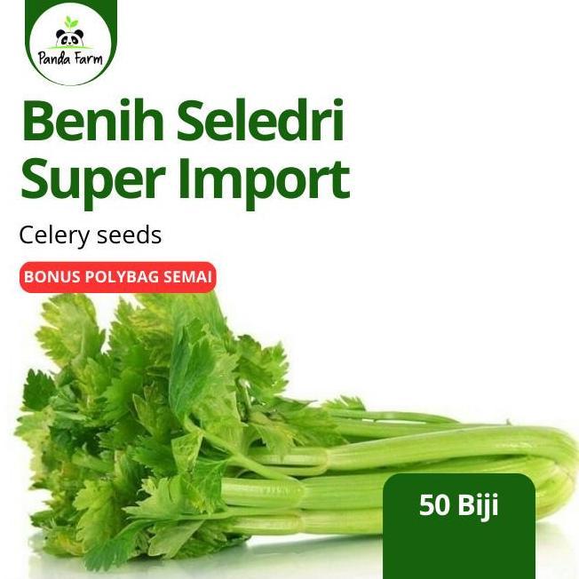 isi 50 biji benih bibit Seledri Super Import Asia