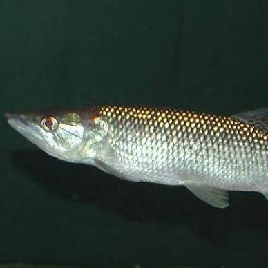 Murah Hiasan Aquarium Ikan Odoe Pike Tankmate Mantul Ikan Hias