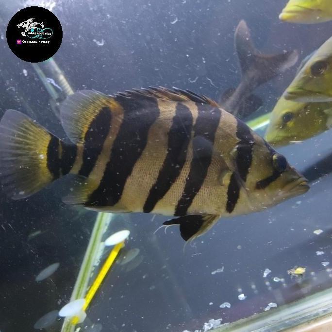Promo Ikan Hias Ikan Datz Tigerfish Goodmarking Tankmate Ikan Predator