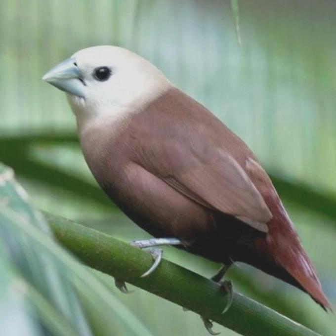 burung emprit kaji sepasang pilihan