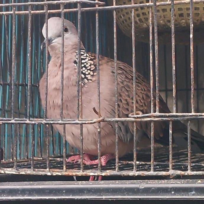 burung tekukur bunyi pilihan