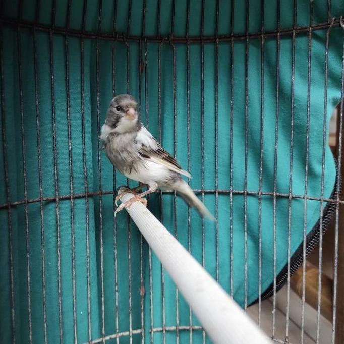 burung kenari loper panda gacor murah