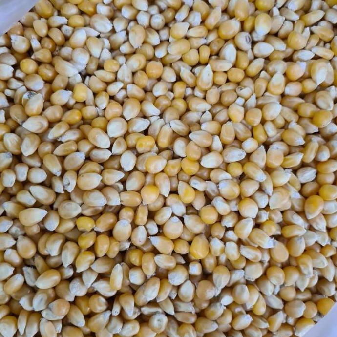 Jagung Popcorn 1kg