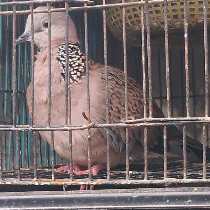 burung tekukur bunyi pilihan