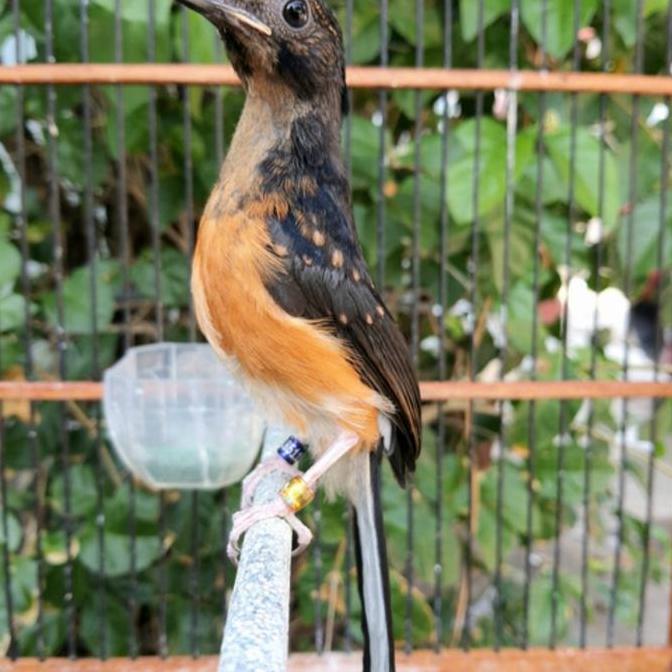 Burung murai batu trotol jantan ring Apbn
