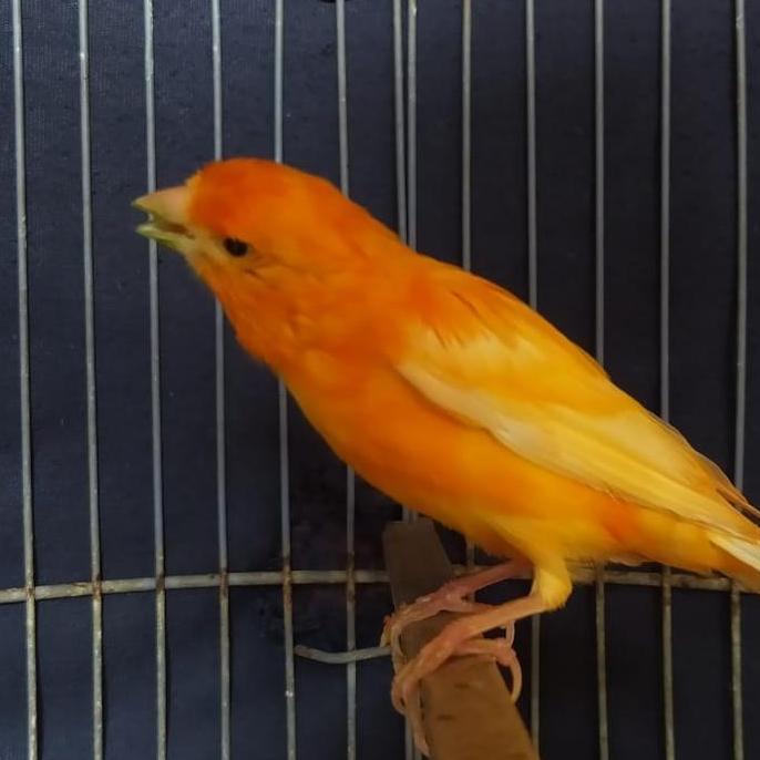 Burung kenari merlok gacor murah