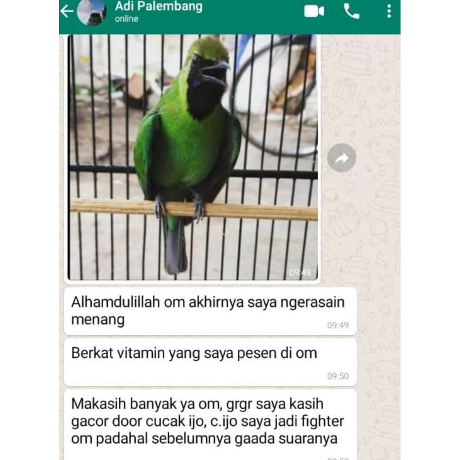 SUPER GACOR DOOR CUCAK IJO