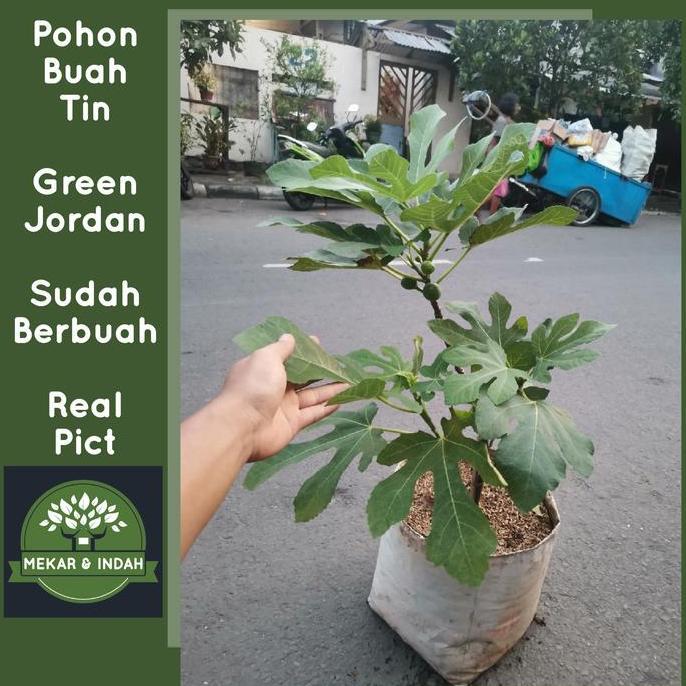 pohon buah tin green jordan sudah berbuah / tanaman buah tin