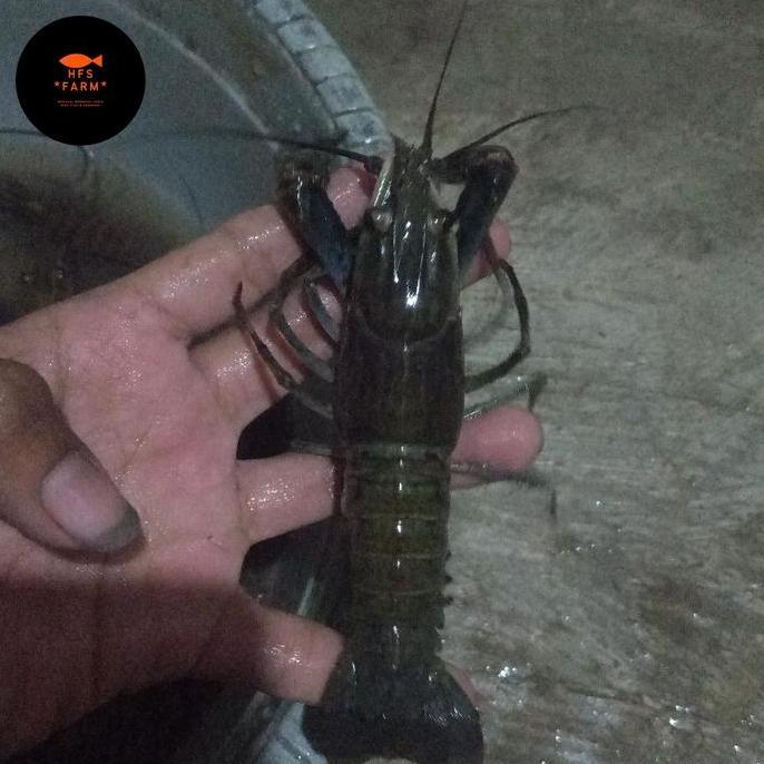 indukan udang lobster red claw