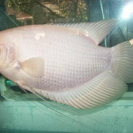 gurame padang jumbo size 8 jari