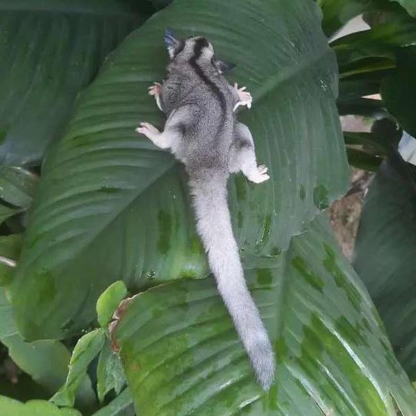 Sugar Glider Ring tail | Sg Low Moza