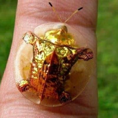 Kepik Emas / Golden Tortoise Leaf Bettle