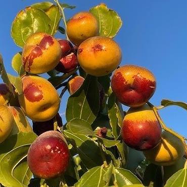 Benih Bibit Biji - Buah Big Snow Jujube Angco Kurma Korea Kurma China Fruit Seeds - IMPORT