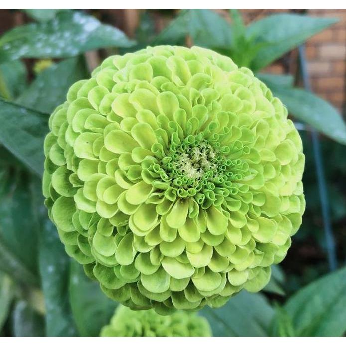 Benih Bibit Biji - Bunga Zinnia Benary's Giant Lime (Zinnia elegans) Zinnia Hijau Flower Seeds - IMP