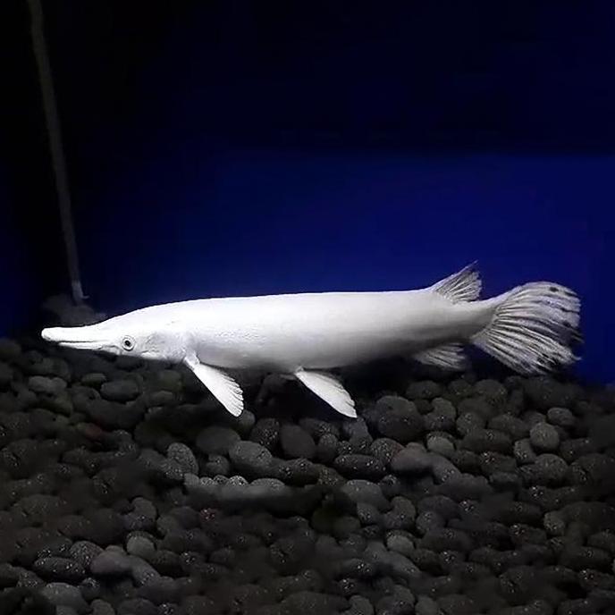 Handiknastujuh - Aligator Semi Snow White / Ikan Predator / Ikan Hias Aquascape