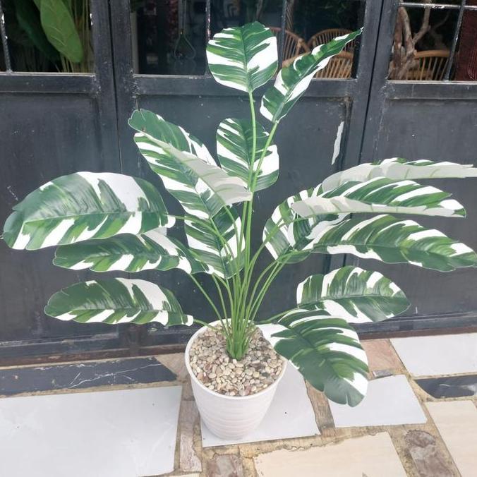 Tanaman hias tales jumbo x18 pohon hias/tanaman pisang/tanaman palem tinggi 70cm/bahan latek