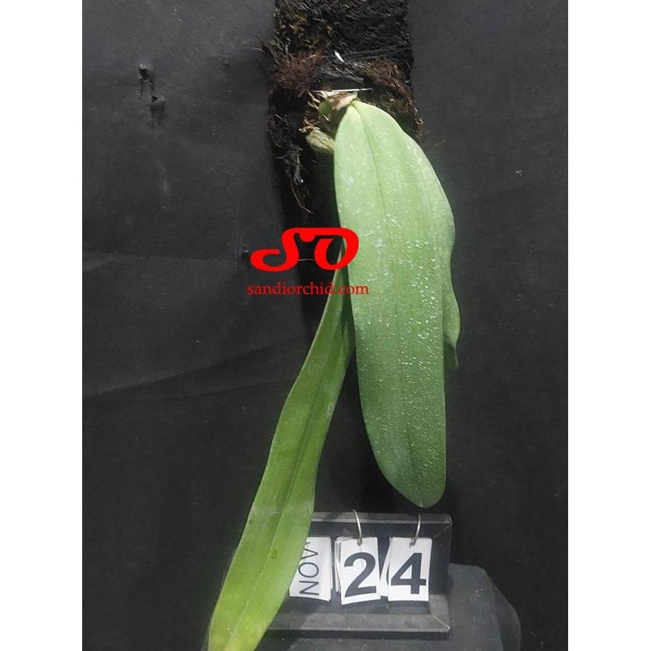 [ DEWASA ] Bulbophyllum phalaenopsis - Anggrek Dasi Super Langka Koleksi Eksotis Papua