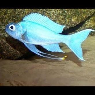 Ventralis Featherfin Cichlid Ophthalmotilapia Paratilapia Tanganyika