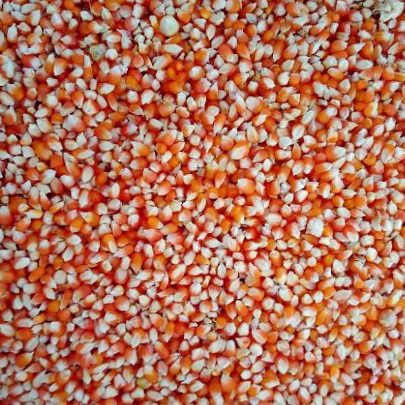 jagung kristal 25kg jagung merpati jagung kecil jagung burung dara SS