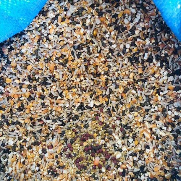 Jagung Campur 1 Karung 25 Kg - Jagung Campur Karungan SS