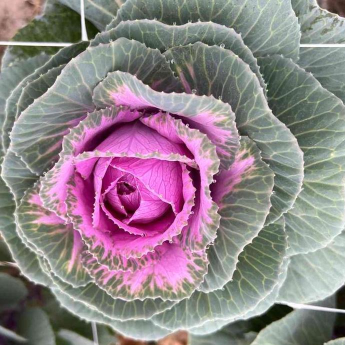 Benih Bibit Biji - Flowering Kale Crane Rose F1 Kale Ornamental Seeds - IMPORT - Kale Ornamental Can