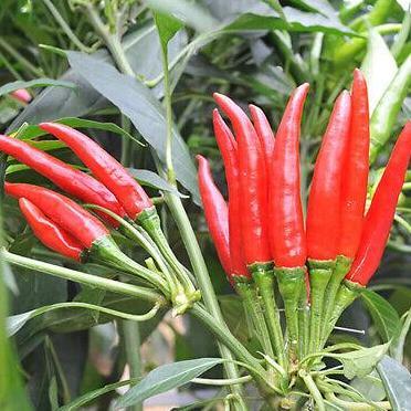 Benih Bibit Biji - Cabai Chaotian Pepper Pepper Seeds