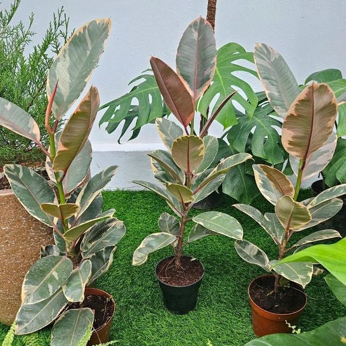 Ficus Elastica Tineke Ruby / Karet Kebo Variegata Ruby