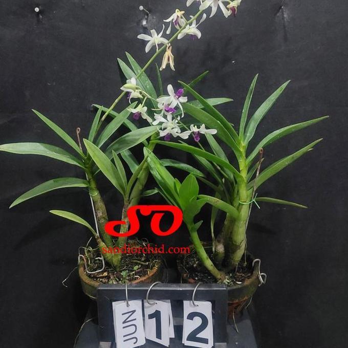 Dendrobium mesangnil dewasa