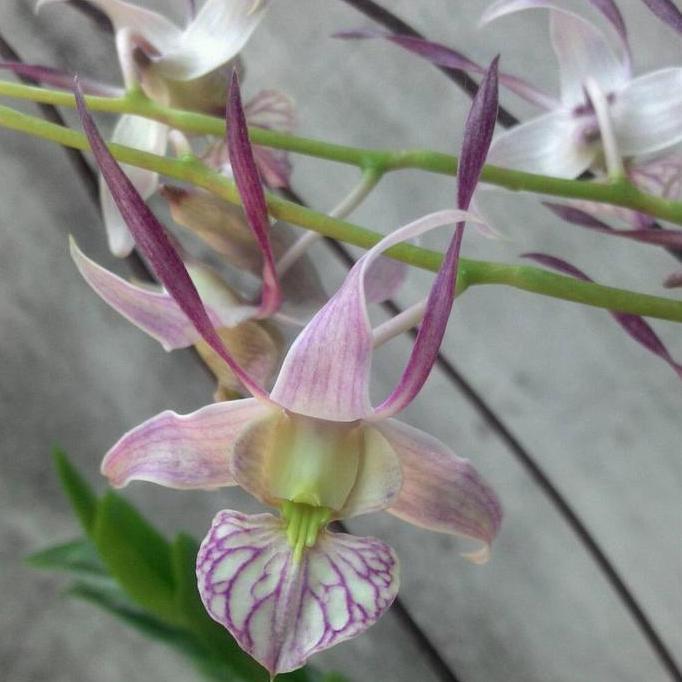 [ DEWASA ] Dendrobium leporinum