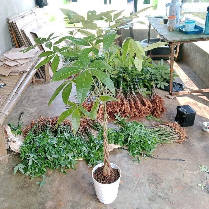Pachira kepang size besar - pachira - pohon uang - pachira money tree
