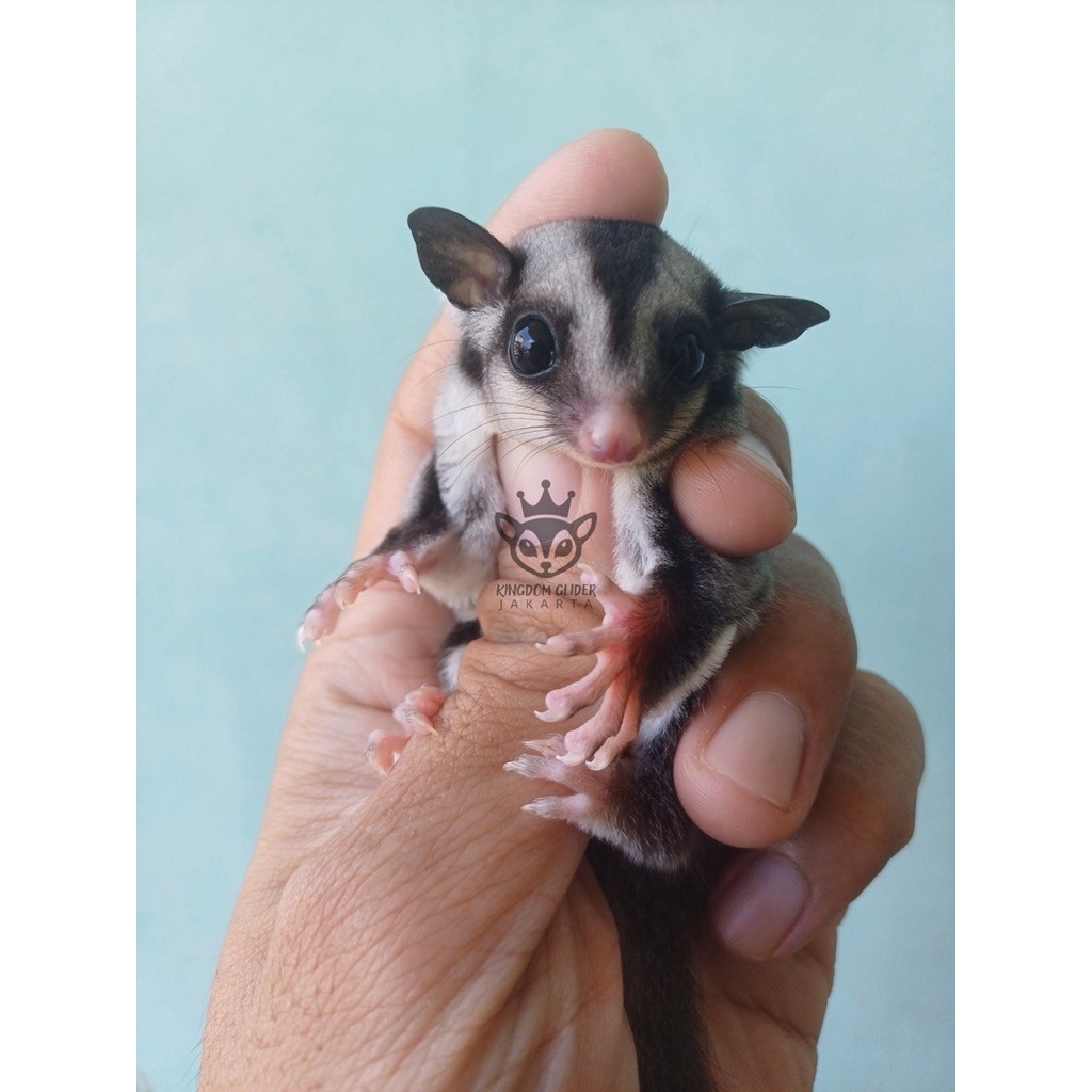 SUGAR GLIDER CLASSIC GREY
