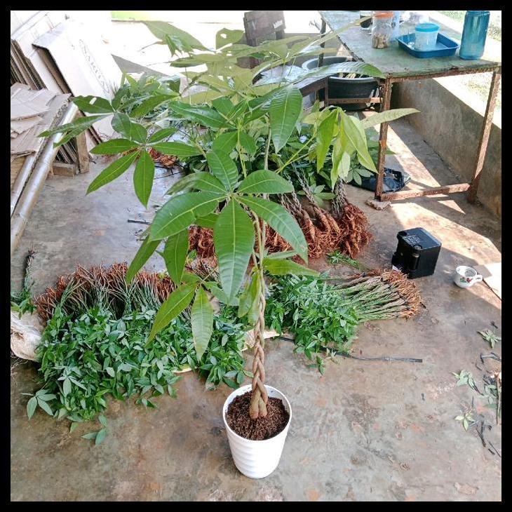 Promo / Pachira Kepang Size Besar - Pachira - Pohon Uang - Pachira Money Tree