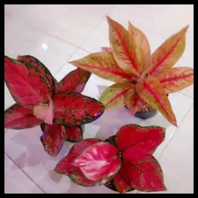 Promo / Paket Hemat 3 Tanaman Hias Aglonema Import