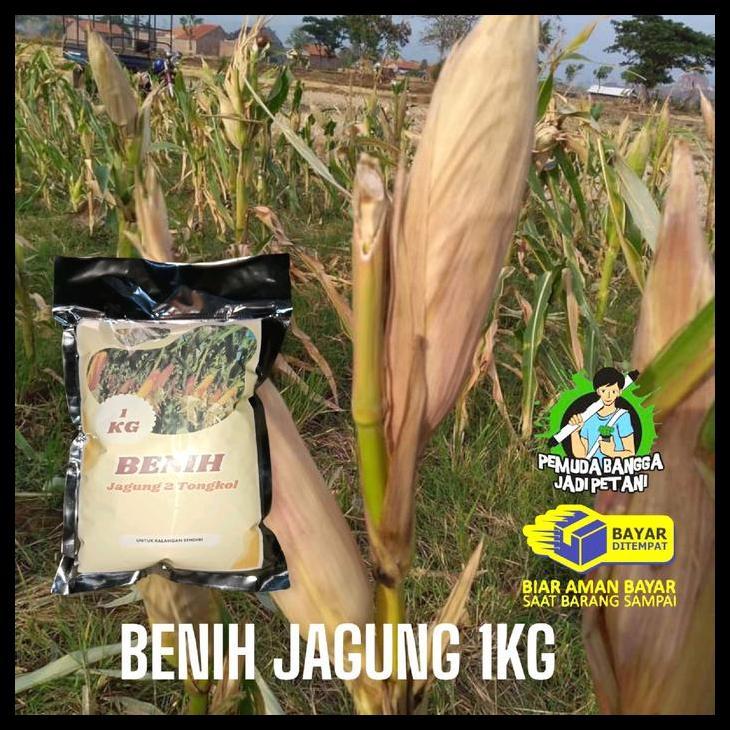 Promo / Benih Jagung 2 Tongkol 1Kg Bagus Untuk Petani Jagung