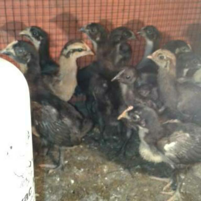 Paket 10ekor anakan ayam pelung jumbo usia 1bulan