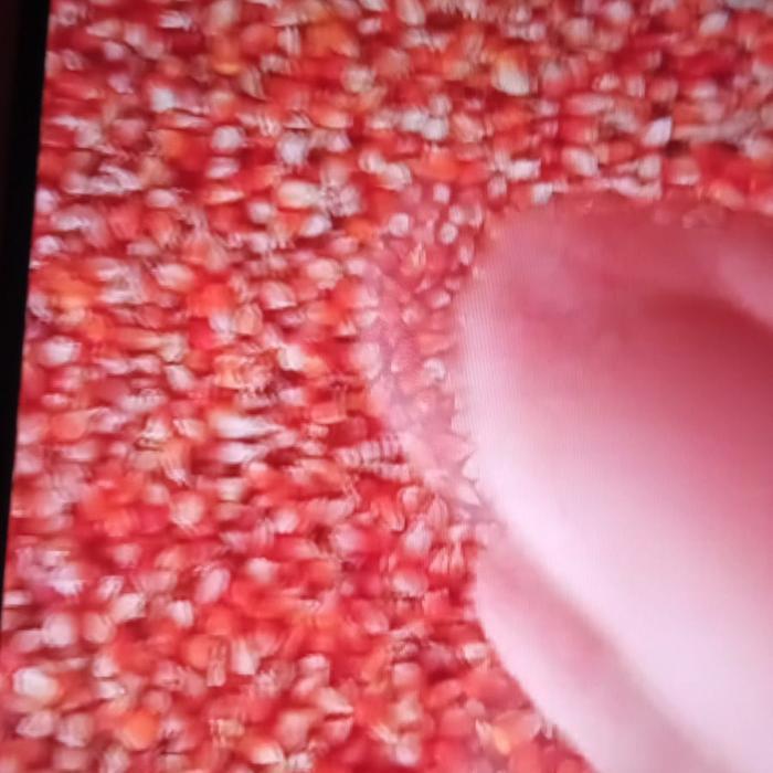 JAGUNG KRISTAL- JAGUNG BURUNG DARA- JAGUNG 25 KG MERPATI