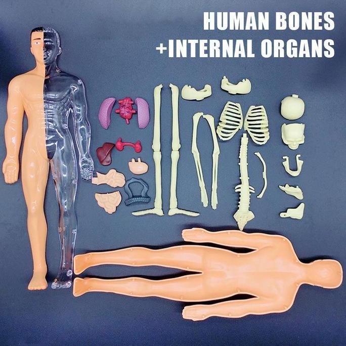 Human Body Anatomy Model/Mainan Dokter/Mainan Tengkorak /Human Organs/Mainan Edukasi Kedokteran/Main