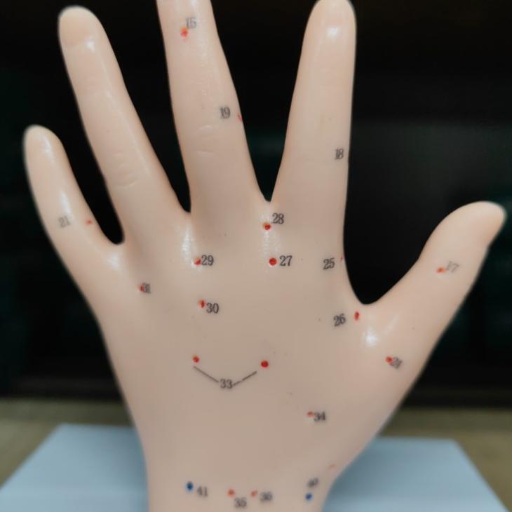 Patung Akupuntur Model Tangan / Boneka Titik Titik Akupuntur