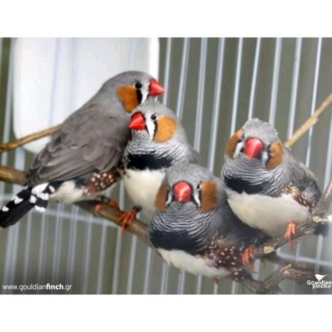 SUPERFOOD CEPUK RAM JUMBO TEMPAT PAKAN BURUNG ANTI TUMPAH LOVEBIRD KENARI DAYA TAHAN KUAT
