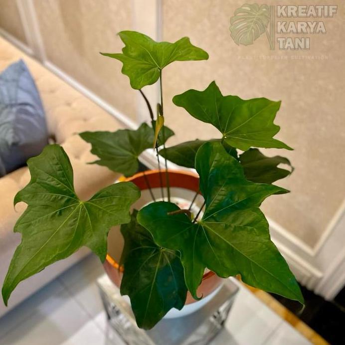 Tanaman hias anthurium pterodactyl - Anthurium prodactyl