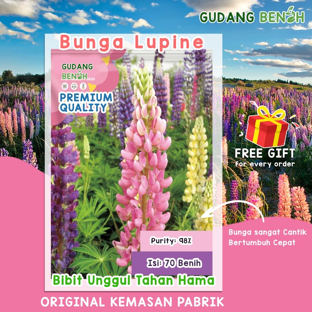 [PREMIUM] Benih Bunga Lupine / Bibit Bunga Hias Kualitas Internasional Isi 70 Benih