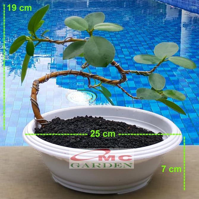 Tanaman Hias Pohon Bonsai Mame Beringin Korea Mini Dolar B-BK-007