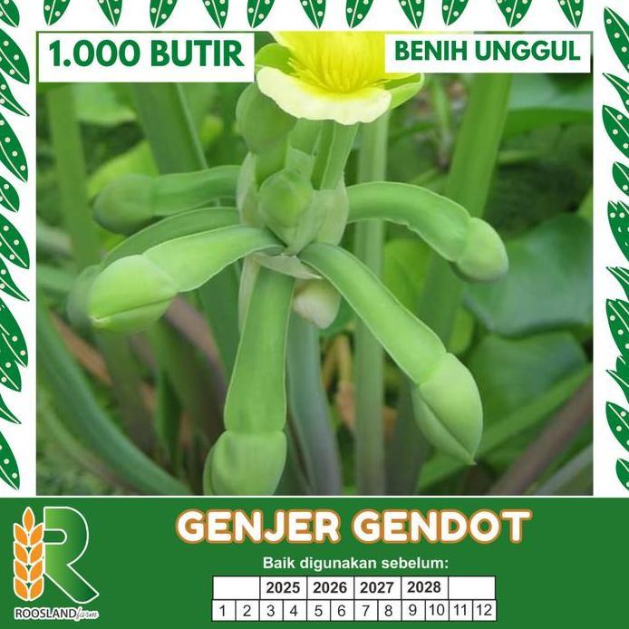 Benih Genjer 1000 Butir - Benih Kualitas Tinggi