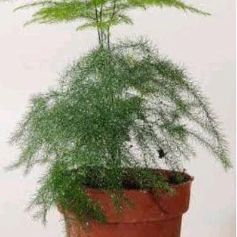 Bambu mini. tanaman hias. tanaman hias bambu mini