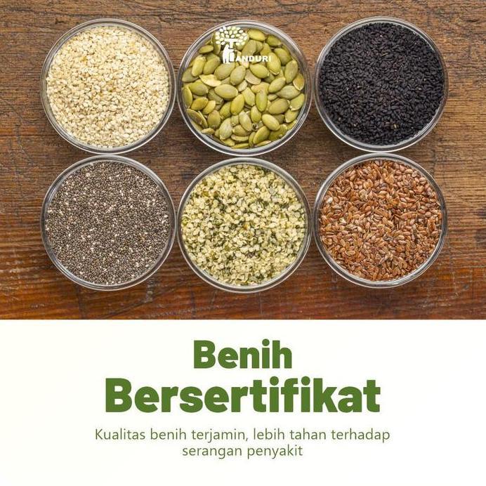 TANDURI - Benih Unggul Tomat Mawar Benih Buah Tomat Benih Biji Super Kualiats No.1 Benih F1 Benih Bi