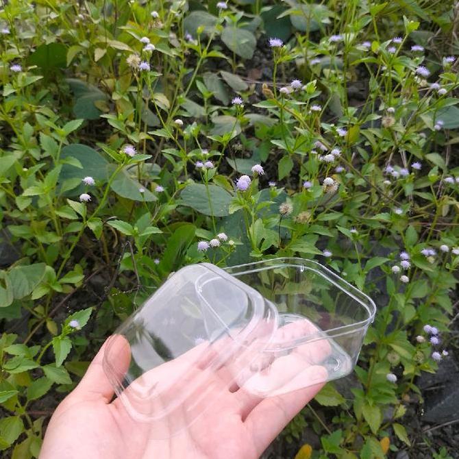Nicht- Cup Puding Ch 7575 (10Pcs) Kotak Jelly Dessert